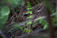 22 мая - международный день биологического разнообразия