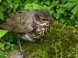 ОРНИТОЛОГИЧЕСКИЕ НОВОСТИ С УЧЕТНОГО МАРШРУТА НА ЯЙЛИНСКОЙ ТЕРРАСЕ И НЕ ТОЛЬКО. Июль 2019