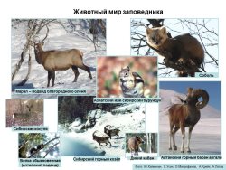 Презентация об Алтайском заповеднике