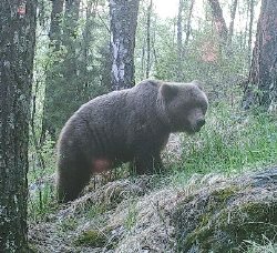 Наблюдения за жизнью медведей и медвежат