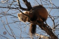 В Алтайском заповеднике подведены итоги  очередных Зимних маршрутных учетов