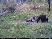 Заметки териолога. Осенние новости: медведь с белым воротничком и бои быков.