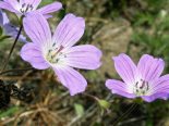 Geranium pseudosibiricum (Герань ложносибирская)
