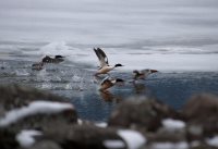 Каким был март 2018 года в Алтайском заповеднике. Кордон Кокши. Фото летопись Сергея Усика 