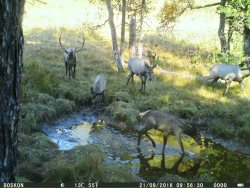 В Алтайском заповеднике копытные продолжают "переодеваться" к лету.