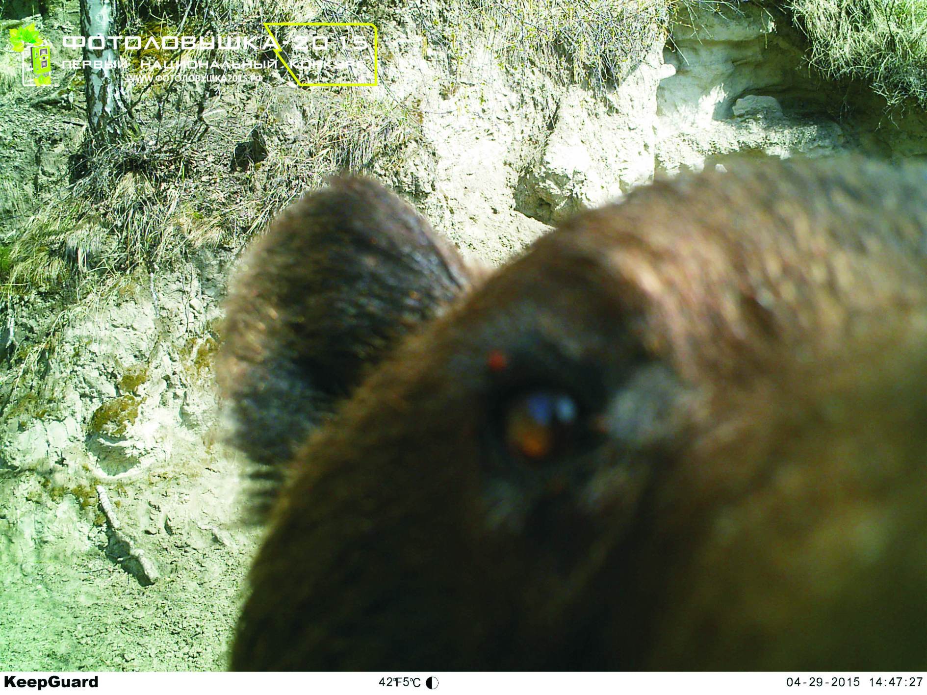 Кадры обитателей Алтайского биосферного заповедника участвуют в конкурсе «ФОТОЛОВУШКА-2015»