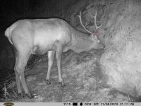 «ЗАМЕТКИ ТЕРИОЛОГА». Хочешь иметь крепкие рога – питайся правильно!