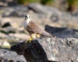 ОРНИТОЛОГИЧЕСКИЕ НОВОСТИ С УЧЕТНОГО МАРШРУТА НА ЯЙЛИНСКОЙ ТЕРРАСЕ И НЕ ТОЛЬКО. Сентябрь 2023
