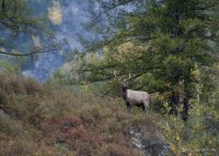 Всё что вы хотели знать о жизни заповедных кордонов. 