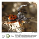 Фотовыставка  «Восьминогие охотники  окрестностей Золотого озера»