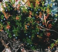 Заметки дендролога. Шикша