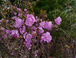 Причудливый май