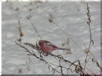 ОРНИТОЛОГИЧЕСКИЕ НОВОСТИ С УЧЕТНОГО МАРШРУТА НА ЯЙЛИНСКОЙ ТЕРРАСЕ И НЕ ТОЛЬКО Выпуск №14