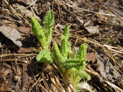 Пробуждение мира растений в Алтайском заповеднике