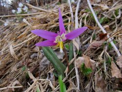 Традиции заповедного Алтая. Месяцеслов. Апрель.