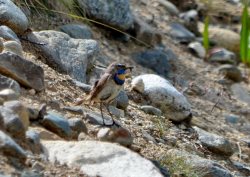 НЕСКОЛЬКО ИЮЛЬСКИХ ДНЕЙ В ДЖУЛУКУЛЬСКОЙ КОТЛОВИНЕ