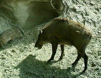Кабаны. Потомки древней фауны доледникового периода