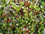 Ива монетовидная, Salix nummularia. Фото Н. Лащинский