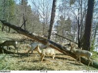 Новости из жизни животных Алтайского заповедника. Весна.