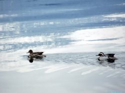 ОРНИТОЛОГИЧЕСКИЕ НОВОСТИ С УЧЕТНОГО МАРШРУТА НА ЯЙЛИНСКОЙ ТЕРРАСЕ И НЕ ТОЛЬКО. Май 2019