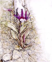 Традиции заповедного Алтая. Месяцеслов. Апрель.