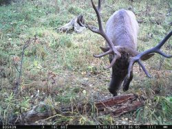 Окно в заповедную природу. Новые кадры обитателей Алтайского биосферного заповедника 