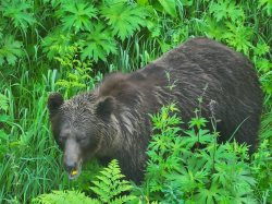 Суровый взгляд хозяина тайги