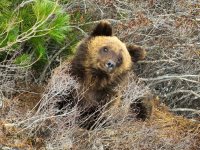 В Алтайском заповеднике проснулись медведи