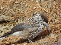 ОРНИТОЛОГИЧЕСКИЕ НОВОСТИ С УЧЕТНОГО МАРШРУТА НА ЯЙЛИНСКОЙ ТЕРРАСЕ И НЕ ТОЛЬКО. Декабрь 2018