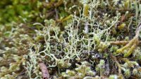Два новых вида лишайников впервые отмечены для территории Алтайского заповедника