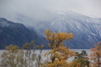 Фенологические заметки. Наступление предзимья в прителецкой части Алтайского заповедника