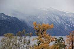Фенологические заметки. Наступление предзимья в прителецкой части Алтайского заповедника