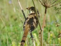 Орнитологические новости с учётного маршрута на Яйлинской террасе и не только. Выпуск 7. 2017.