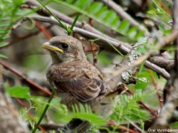 ОРНИТОЛОГИЧЕСКИЕ НОВОСТИ С УЧЕТНОГО МАРШРУТА НА ЯЙЛИНСКОЙ ТЕРРАСЕ И НЕ ТОЛЬКО. Июль 2018