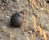 ОРНИТОЛОГИЧЕСКИЕ НОВОСТИ С УЧЕТНОГО МАРШРУТА НА ЯЙЛИНСКОЙ ТЕРРАСЕ И НЕ ТОЛЬКО. Декабрь 2020
