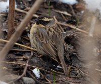 ОРНИТОЛОГИЧЕСКИЕ НОВОСТИ С УЧЕТНОГО МАРШРУТА НА ЯЙЛИНСКОЙ ТЕРРАСЕ И НЕ ТОЛЬКО. Апрель 2021