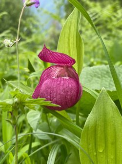 Итоги зелёной весны