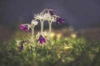 Объявлены победители конкурса "Живая природа Алтая-2018"