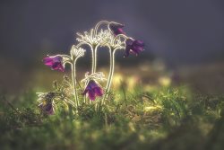 Объявлены победители конкурса "Живая природа Алтая-2018"