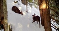 Животные в объективе фотоловушек вокруг заповедного поселка