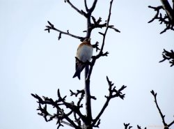 ОРНИТОЛОГИЧЕСКИЕ НОВОСТИ С УЧЕТНОГО МАРШРУТА НА ЯЙЛИНСКОЙ ТЕРРАСЕ И НЕ ТОЛЬКО. Октябрь 2018