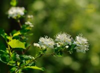 Сюрпризы мая