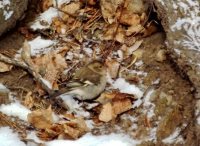 ОРНИТОЛОГИЧЕСКИЕ НОВОСТИ С УЧЕТНОГО МАРШРУТА НА ЯЙЛИНСКОЙ ТЕРРАСЕ И НЕ ТОЛЬКО. Февраль 2018