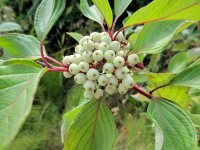 Заметки дендролога. Свидина белая