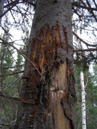 Медведь стучится к вам, откройте!