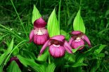 Башмачок крупноцветковый (Венерин башмачок крупноцветковый), Cypripedium macranthon Sw. - Фото - В. Лотов