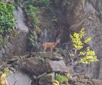 В Алтайском заповеднике государственные инспекторы помогли косуле выбраться из скальной «ловушки»