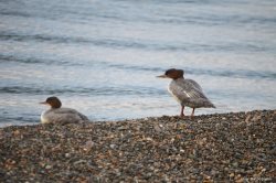 ОРНИТОЛОГИЧЕСКИЕ НОВОСТИ С УЧЕТНОГО МАРШРУТА НА ЯЙЛИНСКОЙ ТЕРРАСЕ И НЕ ТОЛЬКО. Сентябрь 2020