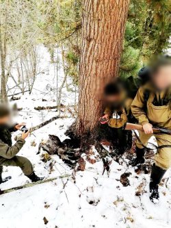 Житель Балыкчи, добывавший краснокнижную кабаргу в Алтайском заповеднике, получил условный срок