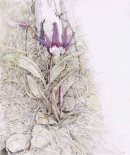 Рисунки Ирины Филус